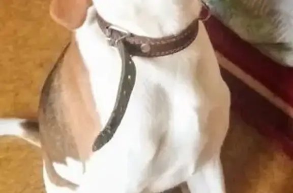 Собаки потеряшки, , фото: Потеряшка собака, Строительная 2, Емельяновка