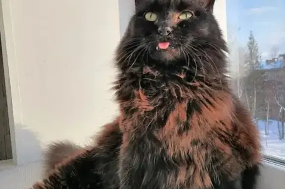 Кошки потеряшки, , фото: Потеряшка чёрная кошка, Усть-Качка, Краснознамённая