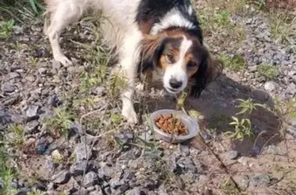 Найдена собака, Республика Хакасия, фото: Собака найдена: Усть-Абакан, Хакасия