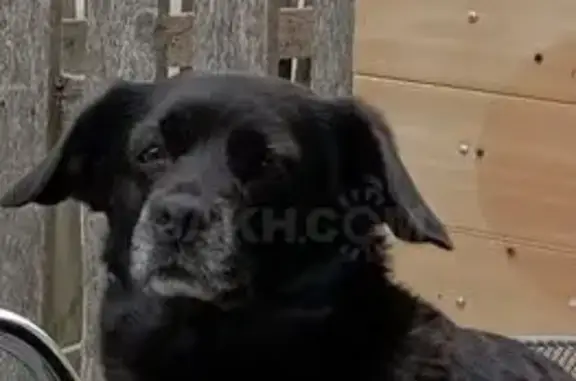 Собаки потеряшки, Южно-Сахалинск, фото: Потеряшка собака, 2-я Красносельская, Ю-Сах.