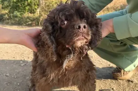 Найдена собака, Самара, фото: Найдена собака на пр. Кирова, 155А, Самара