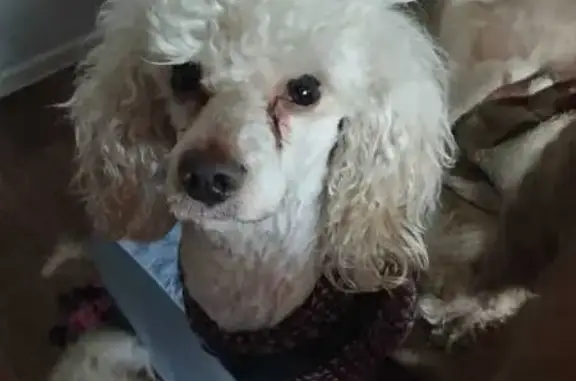 Собаки потеряшки, Челябинск, фото: Потеряшка пудель, Паровозная 1, Челябинск