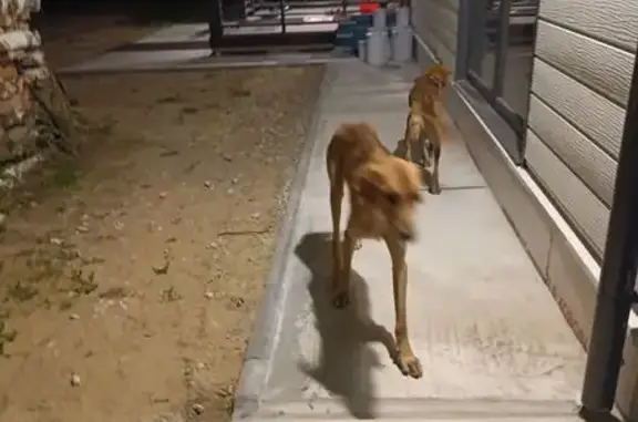 Найдена собака, Руэмское, фото: Гончая найдена в Руэмском, Марий Эл