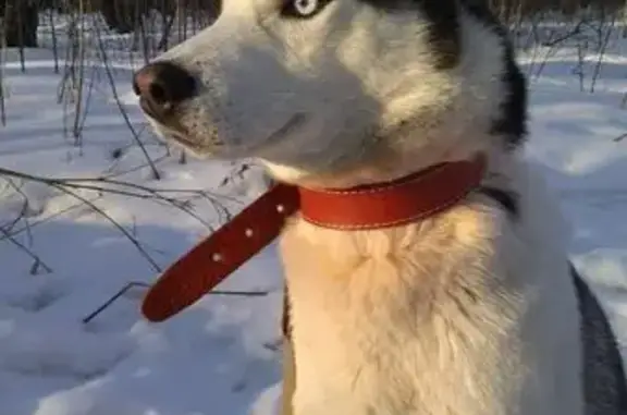 Собаки потеряшки, Челябинск, фото: Потеряшка собака, Трудовая 29, Челябинск