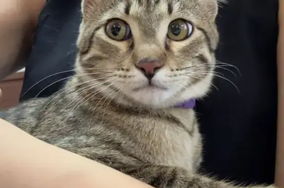 Кошки потеряшки, Ташкент, фото: Потеряшка кошка, Исламабад 4-й пр., 21