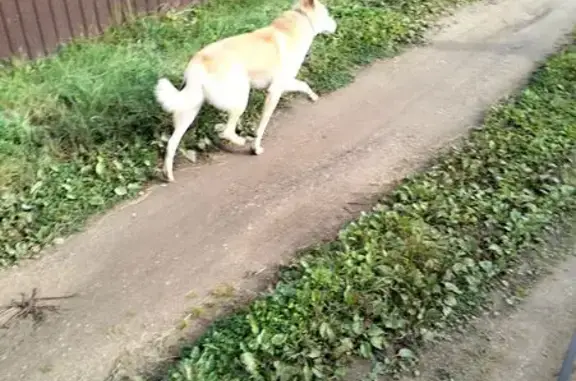 Найдена собака, Ярославская область, фото: Найден кобель, Левобережное, Ярославль