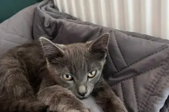 Котёнок найден на ул. Россинского, Краснодар