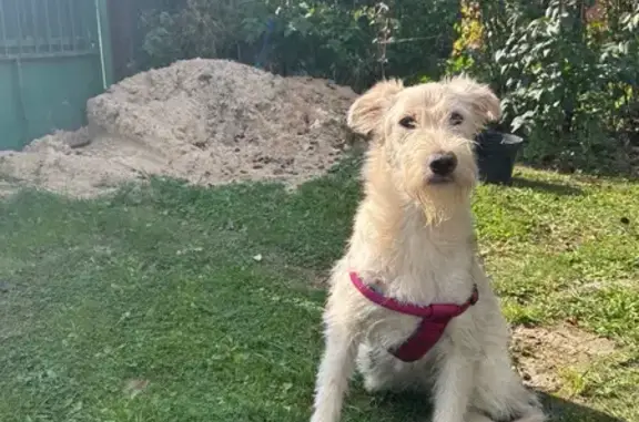 Собаки потеряшки, Балашиха, фото: Потеряшка собака, Балашиха, Рождественская