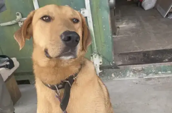 Найдена собака, , фото: Рыжая собака найдена, Дубовской пер., Майский