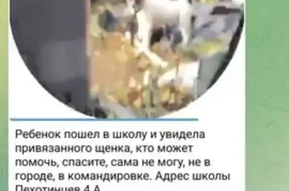 Найдена собака, Екатеринбург, фото: Щенок нуждается в помощи, Бебеля 160