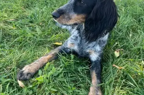 Найдена собака, Челябинск, Чел. обл.