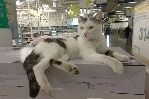 Найдена кошка, , фото: Кошка найдена у ЛеманаПро, Парковая 5