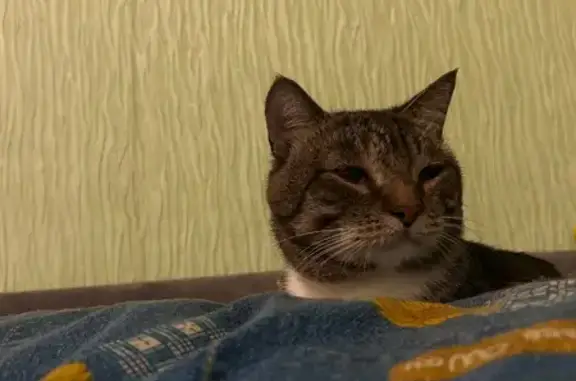 Кошки потеряшки, , фото: Потеряшка кошка, 3-й Дягилевский пр., 29