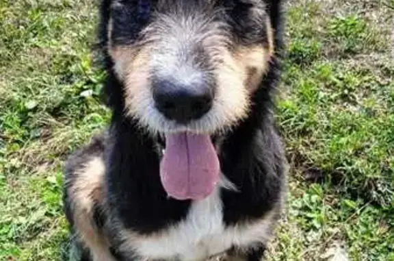 Найдена собака, Краснодарский край, фото: Найдена собака, Михайловский Перевал