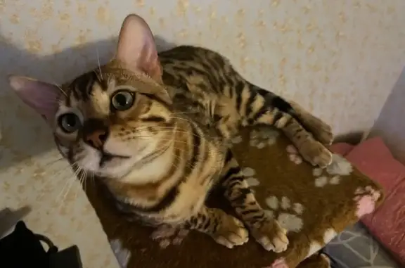 Пропала кошка, ул. Индустрии 52А, Екатеринбург