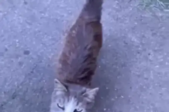 Кошки потеряшки, Московская область, фото: Потеряшка кот, Дмитров, Подчерково-2, д. 68