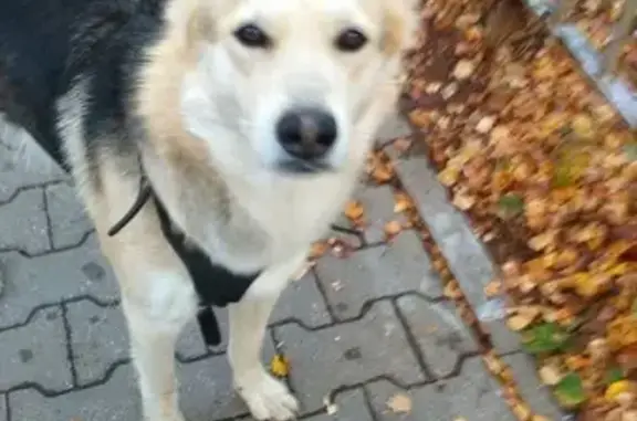 Найдена собака, Орехово-Зуево, фото: Собака найдена на Парковской, Орехово-Зуево