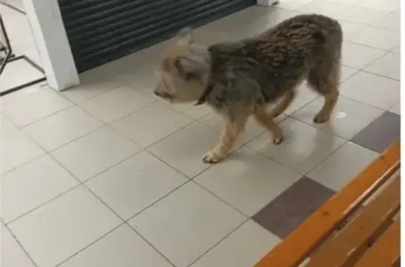 Пропала собака, Промышленная 21, Селятино