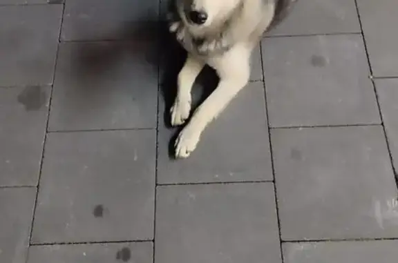 Собака найдена: 3-я Большая Окружная, Калининград