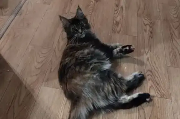 Кошки потеряшки, Петрозаводск, фото: Потеряшка кошка, Рабочая ул. 14, Петрозаводск