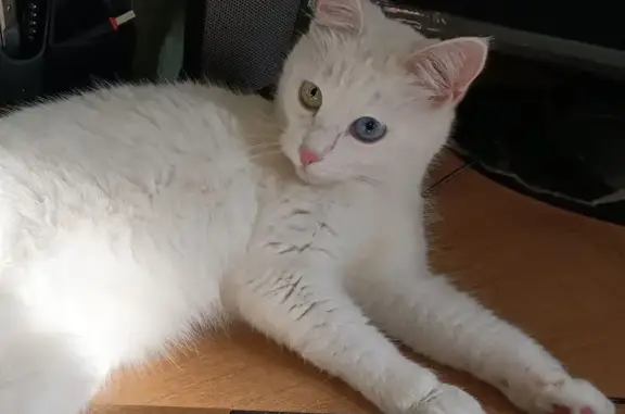 Кошки потеряшки, Чебоксары, фото: Потеряшка белая кошка, пр. Ленина, Чебоксары