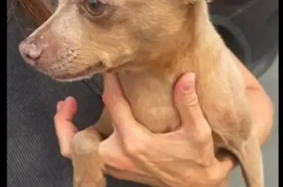 Пропал русский той, Розовая ул., 58