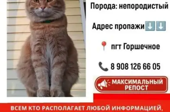 Кошки потеряшки, Горшечное, фото: Потеряшка кошка, ул. 70 лет Октября