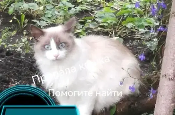 Кошки потеряшки, Челябинская область, фото: Потеряшка кошка, Златоуст, Челябинская обл.