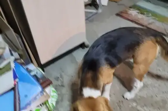 Найдена собака, Минеральные Воды, фото: Найдена собака, Стекольная ул. 29, Мин. Воды