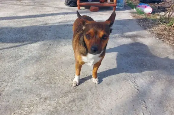 Пропала рыжая собака, Девицкое, Воронежская обл.