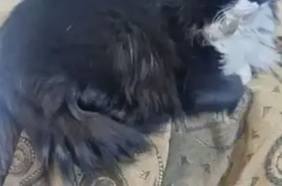 Кошки потеряшки, Ижевск, фото: Потеряшка кошка, Копровый пр., 5А, Ижевск