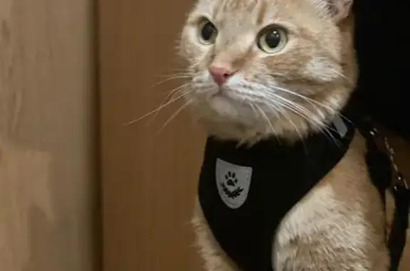 Пропал кот Лёва, пр. Труда 26, Северодвинск