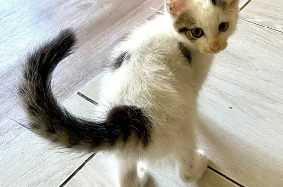 Найдена кошка, Красноярский край, фото: Кошка найдена, Шарыпово, Красноярск