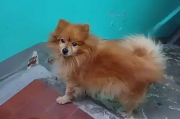 Найдена рыжая собака, ул. Самойло 11