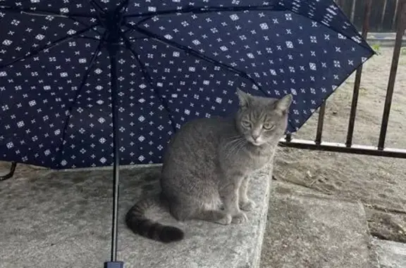 Кошки потеряшки, Кызыл, фото: Потеряшка кошка, ул. Ензаны Пала, 11, Кызыл