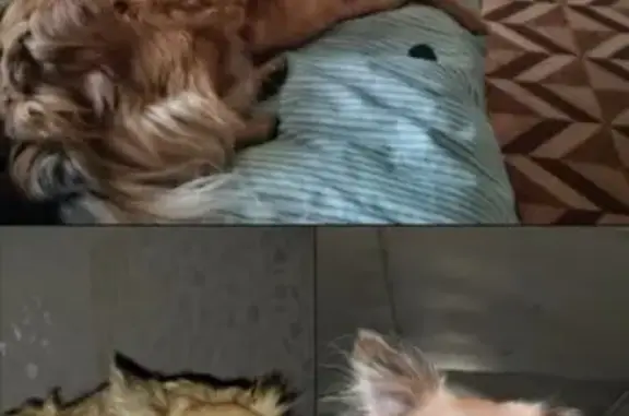 Собаки потеряшки, , фото: Потеряшка собака, Перспективная ул., Тепличный