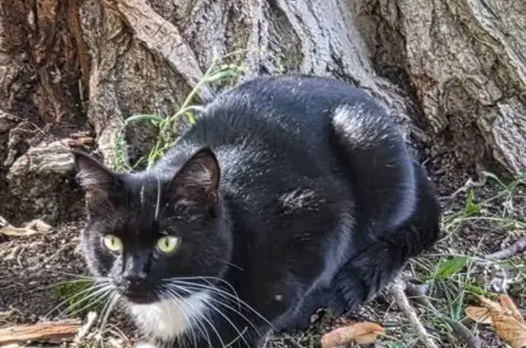 Найдена кошка, Ульяновск, фото: Кошка найдена в парке Средний Венец, Ульяновск