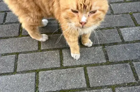 Кошка найдена, ул. Боткина, 6, Калининград