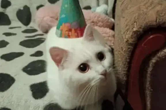 Пропала кошка, Петровский бульвар, 6А