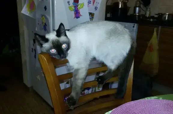 Кошки потеряшки, Петрозаводск, фото: Потеряшка кошка на пр. Александра Невского