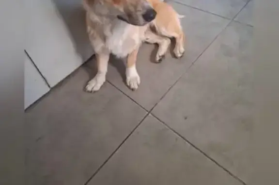 Найдена собака, Новороссийск, фото: Собака найдена на Герцена 3А, Новороссийск