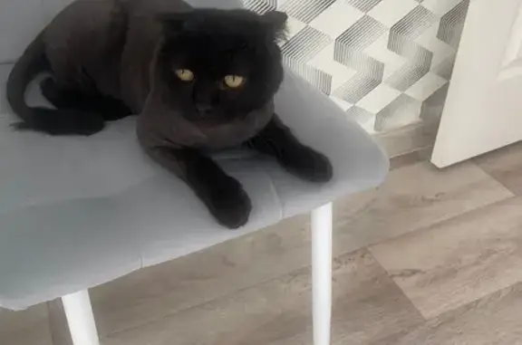 Кошка пропала: ул. Р. Галеева, Альметьевск