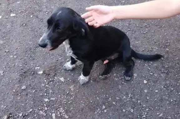 Собака найдена: Днепропетровская 8, Ростов