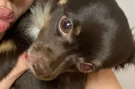 Собаки потеряшки, Пензенская область, фото: Потеряшка собака в Пензе, частный сектор