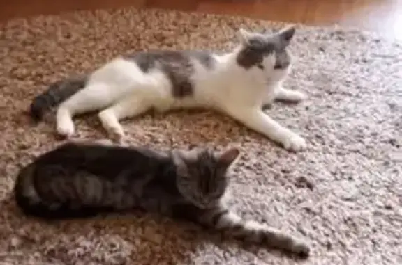 Пропала кошка, Молдавская ул., 19, Челябинск