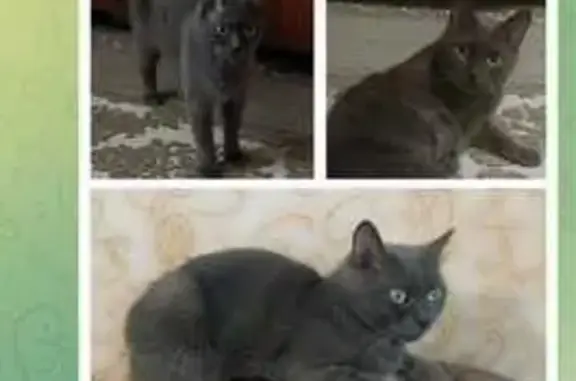 Пропала кошка в Новозыбкове, Брянск