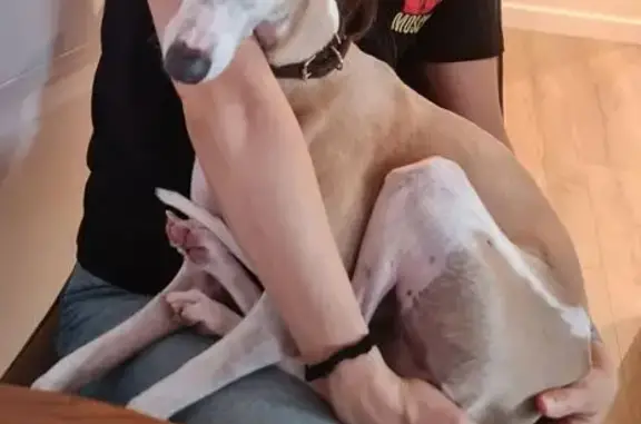 Собаки потеряшки, Симферополь, фото: Потеряшка собака на Тренёва, 13, Симферополь