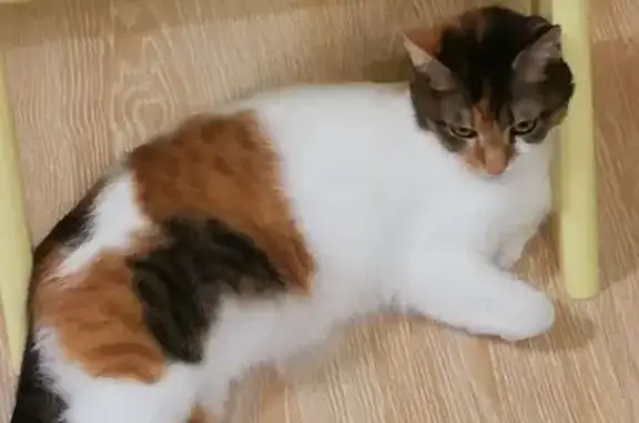 Кошки потеряшки, Тамбов, фото: Потеряшка кошка, Мичуринская 185А к1