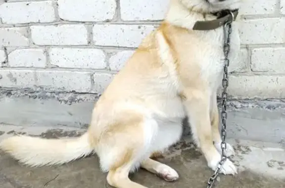 Собаки потеряшки, , фото: Потеряшка собака в Староселье, 15К-242