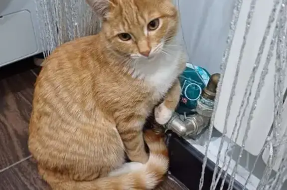 Пропала рыжая кошка, Заводской 12, Шахунья